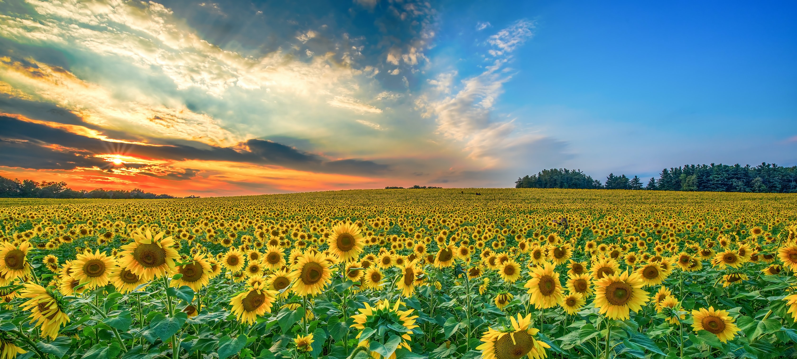 photograph of field of sunflowers and sky split between clear blue and sunset red